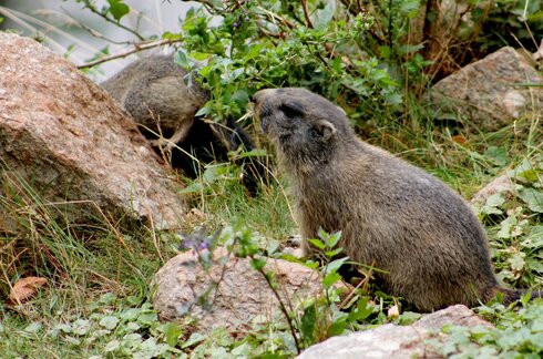 Ein Murmeltier im Alpen Zoo.