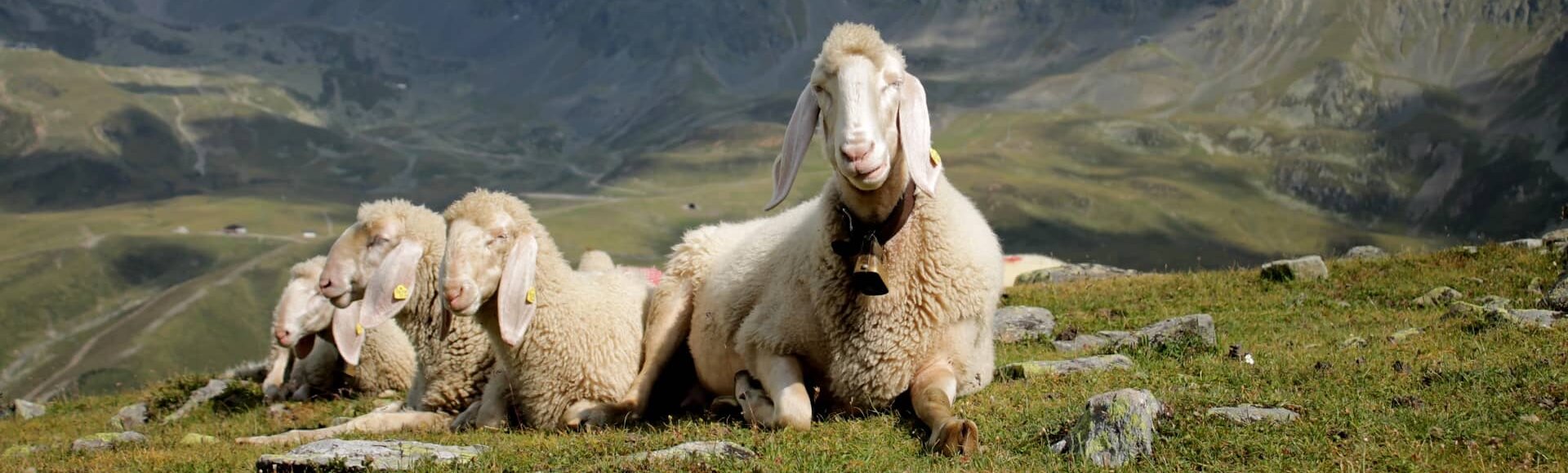 Schafe auf der Alm im Kühtai