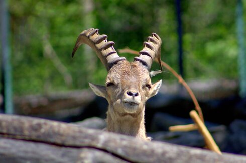 Ein Steinbock im Alpenzoo.