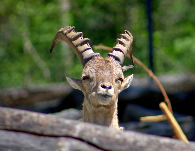 Ein Steinbock im Alpenzoo.